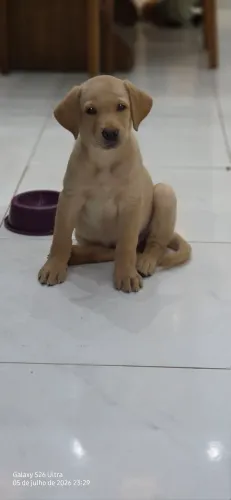 Filhote labrador fêmea