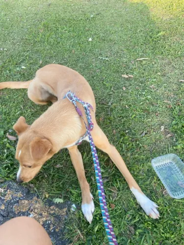 Doação cachorro