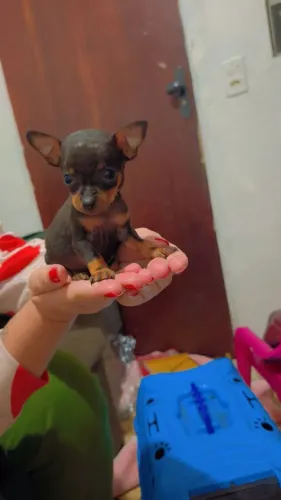Vendo pinscher miniatura