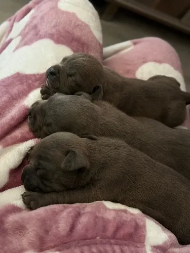 Filhotes de American Bully recém nascidos, pai tri Black mãe blue