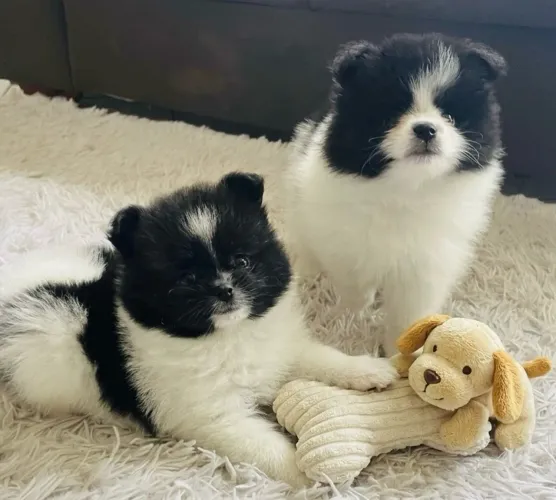 Spitz alemão