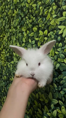 Coelhos peludos 