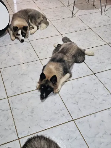Husky siberiano