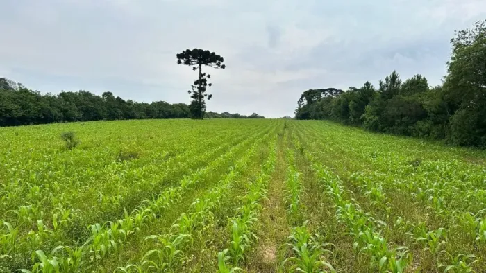 Terreno Umbará, 29700 m², ideal MCMV