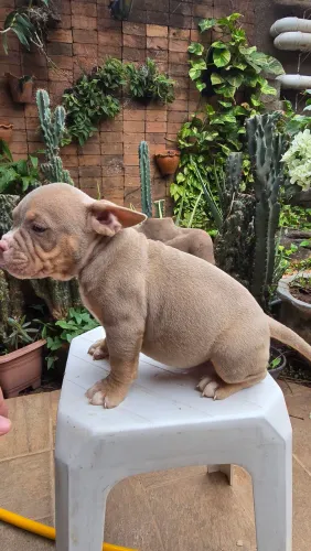 Vendo filhotes de AMERICAN BULLY 