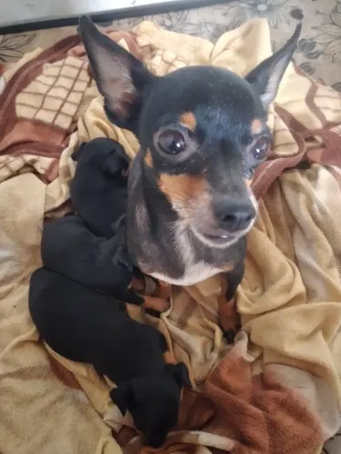 Compre lndos filhotes de Pinscher, número 01..