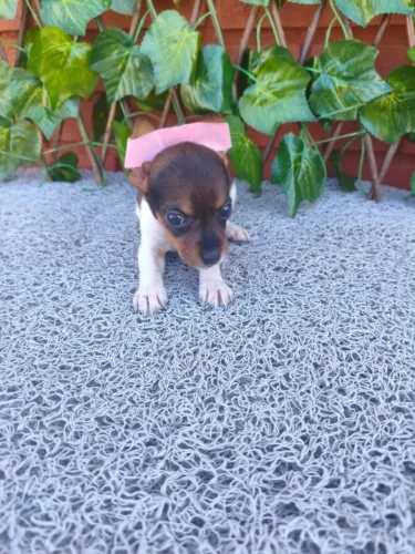 Filhote de Pinscher com muito amor para dar
