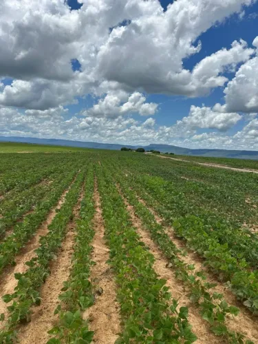 Fazenda de arrendamento 2.000hec em Rosário do Oeste MT.