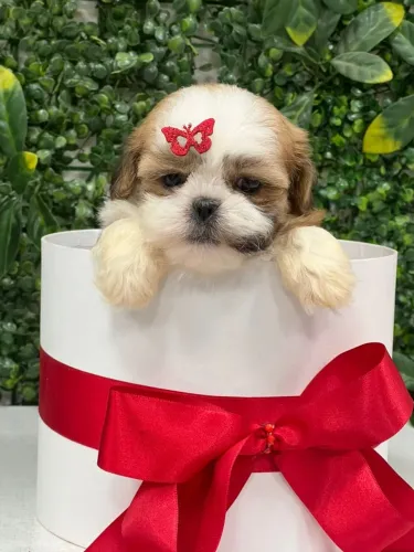 shih tzu pronta para a entrega