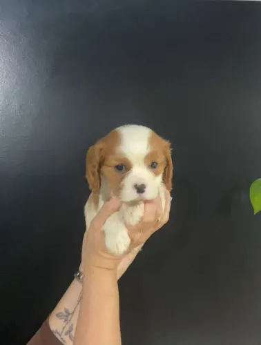 Filhote femea de Cavalier King disponivel