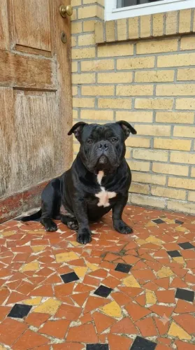 Macho exótic Bully micro adulto