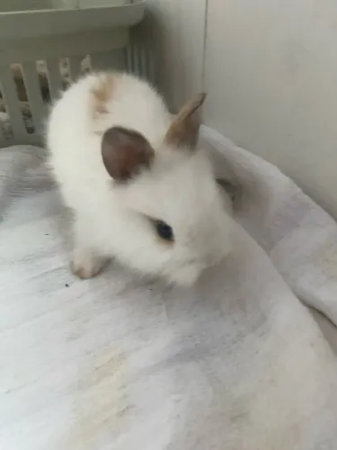 coelhos