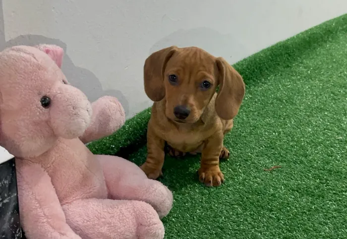 Dachshund Arlequim Caramelo Macho / Teckel Basset Salsicha 