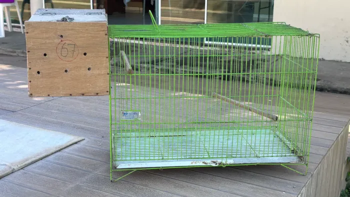 Gaiola para agapornis