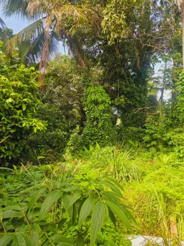 Terreno para Venda em Porto Seguro, Trancoso