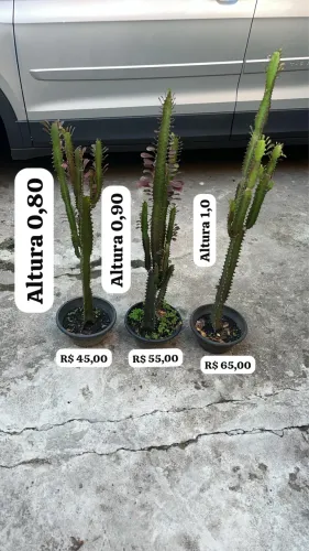 Plantas
