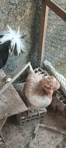 Galinha Raça polonesa são os três 