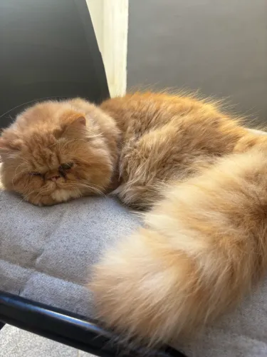 Gata persa