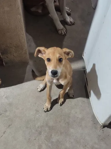 Cachorro Labrador misturando para doação