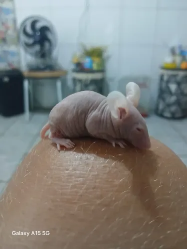 Camundongo Hairless