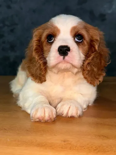 Cavalier King Spaniel