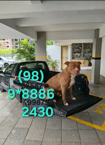 TRANSPORTES DE ANIMAIS, CACHORROS E OUTROS