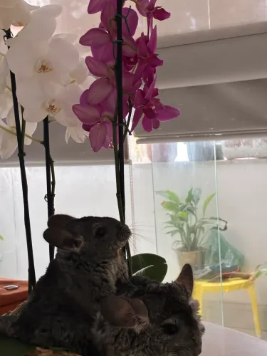 Chinchilas fêmeas