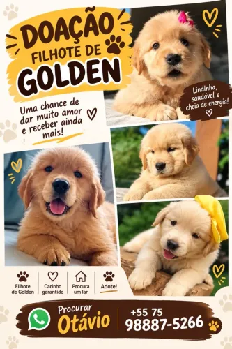 Doando cão golden
