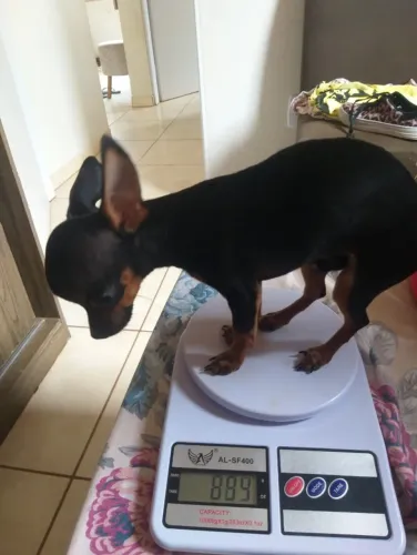 Pinscher fêmea zerinha