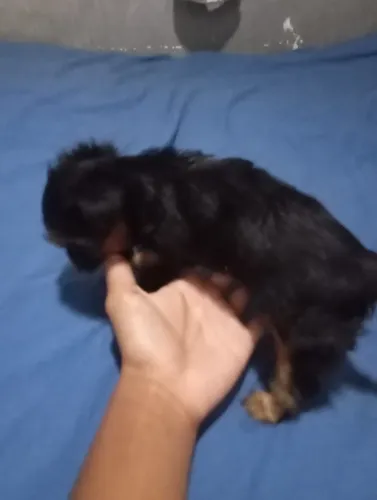 Vendo filhote de yorkshire
