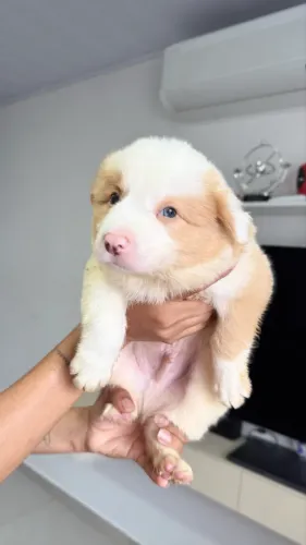 Border collie