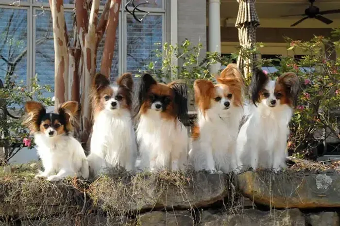 Papillon Machos e Fêmeas, A pronta entrega e vacinados