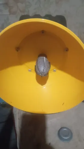 Ralado de coco