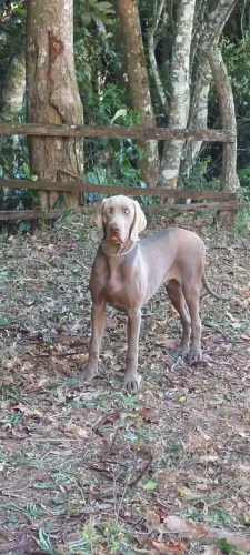 Doação 1 casal cachorro raca Weimaraner