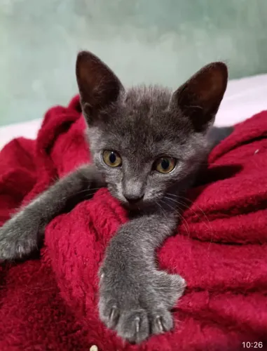 Machinho cinza para adoção responsável. Somente para apartamento telado!