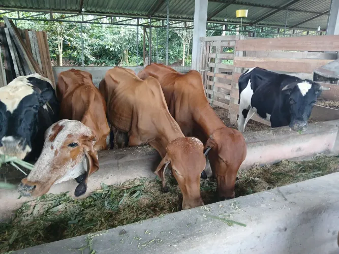 Vende bezerro gir