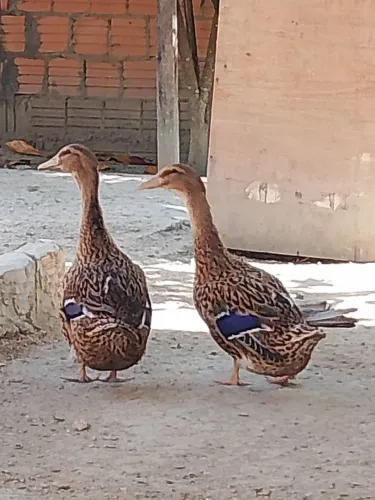vendo 2 Marrecas rouer fêmea