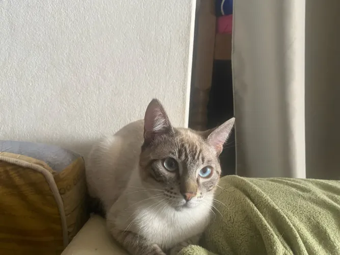 Doa-se gato persa