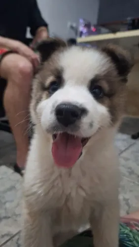 Filhote de cachorro doação