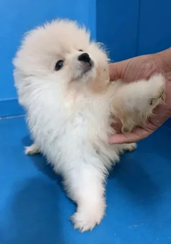 Lulu lindo