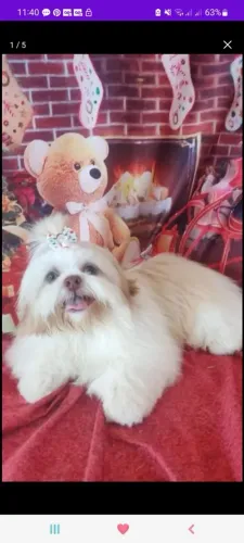 Cachorro Shitzu(estou doando ler anúncio)