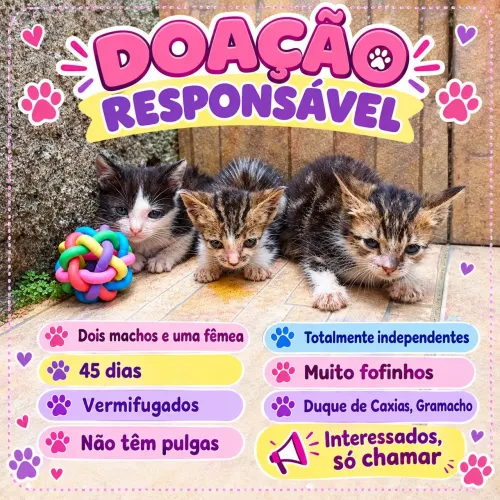 Doação desses lindos filhotes de gato. 