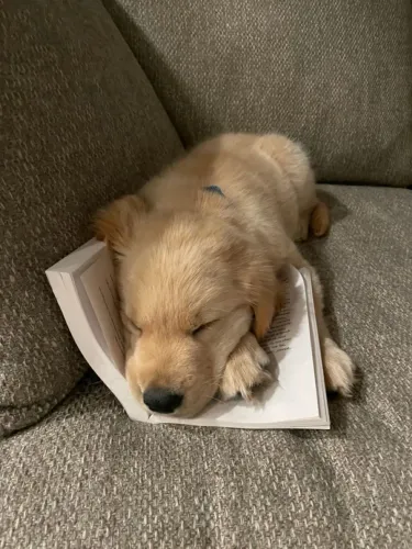 Golden Retriever