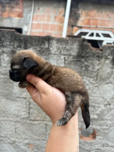 Shitzu disponível 