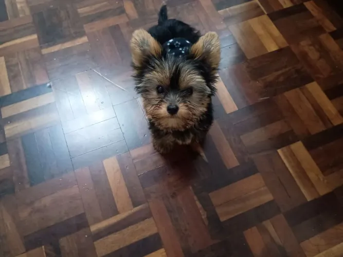 Cachorrinha Tuquinha