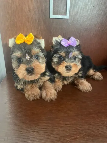 Filhotes de yorkshire! Mini