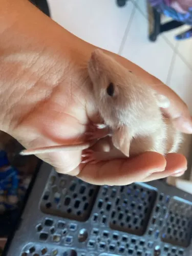 ADOÇÃO DE RATINHAS E RATINHOS!!!