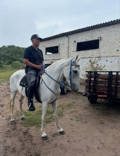 Égua mangalarga marchador