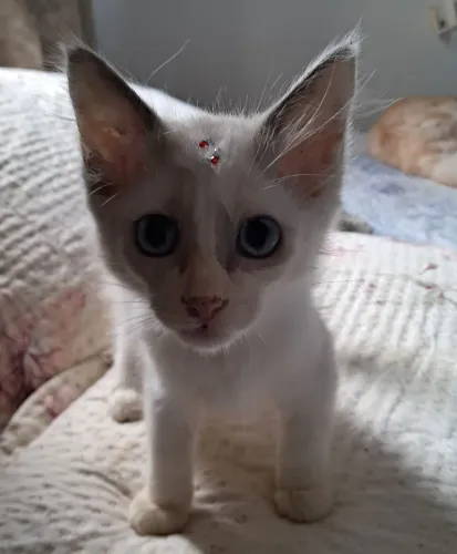 Gatinha para adoção