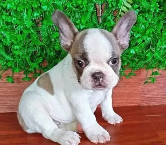 Lindo filhote de bulldog